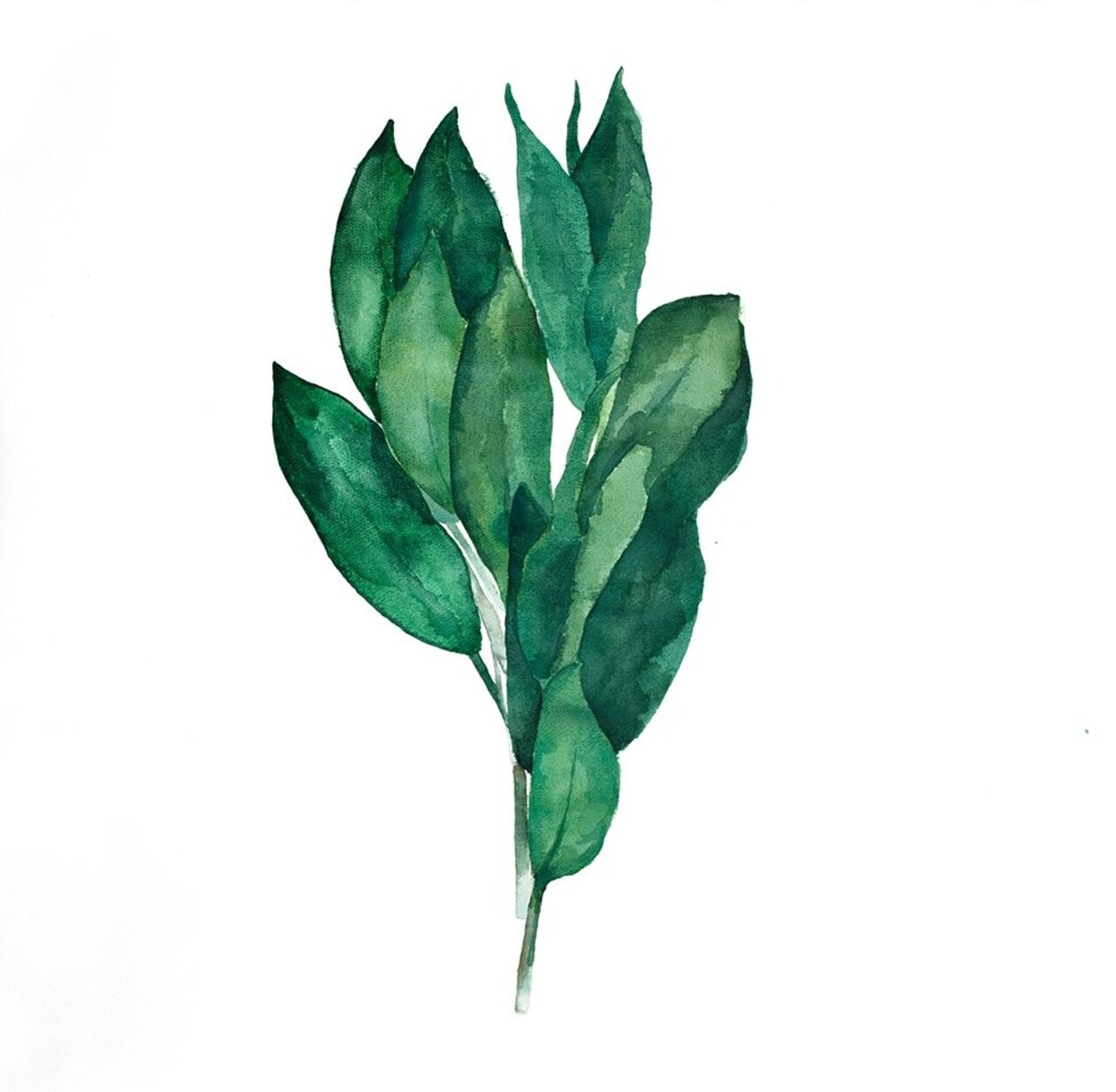 BAY LEAVES BUNDLE Poster Print by Atelier B Art Studio - Item # VARPDXBEGGAS91